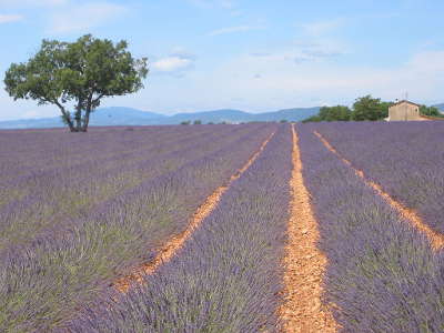 Le plateau de valensole en juillet les lavandes en fleurs guide du tourisme des alpes de haute provence