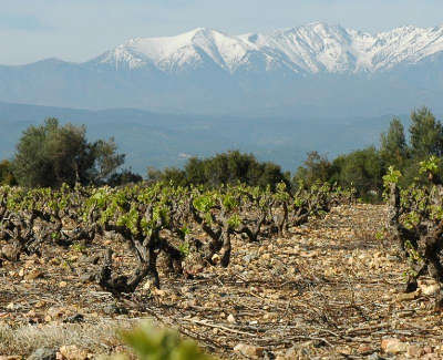 Rivesaltes route des vins d agly guide du tourisme dans les pyrenees orientales