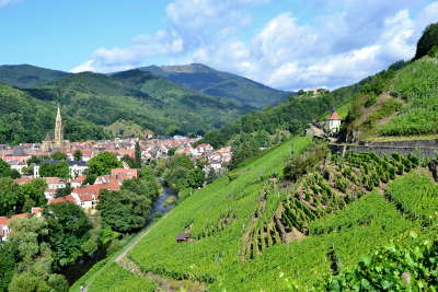 Vignoble en terrasse route des vins d alsace guide du tourisme de l alsace