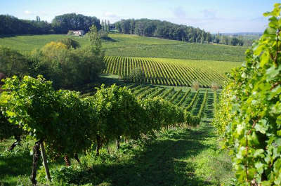 Vue sur les vignes de bergerac la route des vins de bergerac guide du tourisme de la dordogne aquitaine