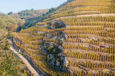 Ampuis parcelle de cote rotie les vignobles septentrionaux route des vins des cotes du rhone