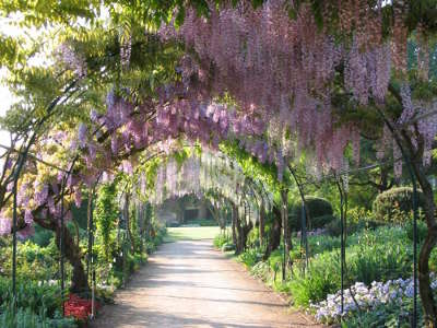 Apremont sur allier pergola de glycines plus beau village de france routes touristiques dans le cher guide du tourisme centre val de loire