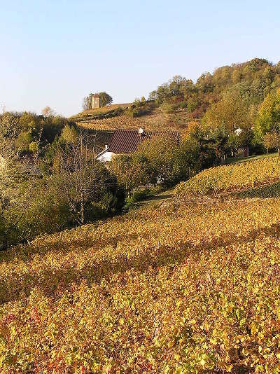 Arbois le vignoble route des vins du jura guide du tourisme du jura