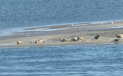 Baie de somme grand site de france phoques routes touristique de la sommes guide touristique de picardie