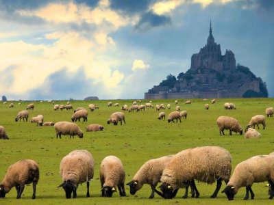Baie du mont saint michel les pre sales routes touristiques de la manche guide touristique de normandie