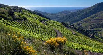Banyuls sur mer les vignobles route des vins en albere guide du tourisme des pyrenees orientales
