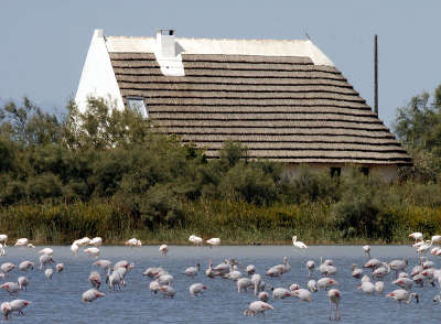 Cabane de gardian et flamants dans le parc national de camargue