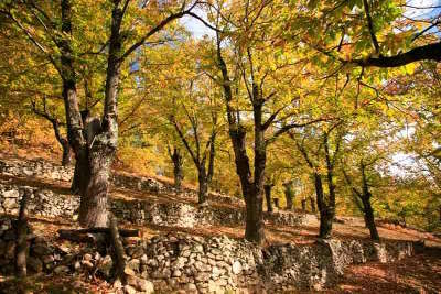 Chataigneraie dans le parc naturel regional des monts d ardeche guide du tourisme de l ardeche rhone alpes