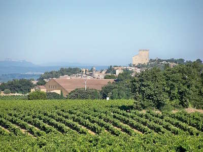Chateauneuf du pape les vignes route des vins du cote du rhone autour d avignon