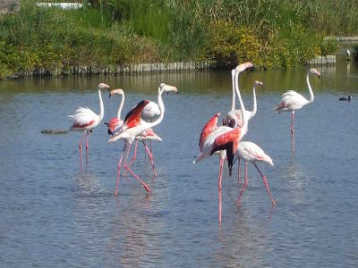 Flamants roses dans le parc national de camargue