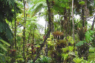 Foret tropicale martinique parc naturel regional de la martinique guide du tourisme en martinique