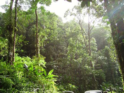 Foret tropicale pres de fonds saint denis parc naturel regional de la martinique guide touristique de la martinique