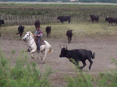 Gardian et taureau en camargue parc national de camargue