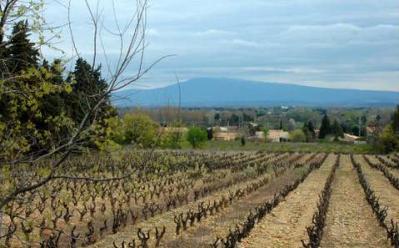 Jonquerettes route des vins du cote du rhone autour d avignon 1