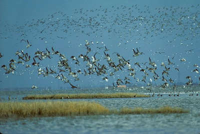 La baie de l aiguillon flux migratoire des oiseaux routes touristique de charente maritime guide du tourisme poitou charente