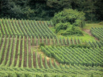 La route touristique du champagne la vallee de la marne guide du tourisme de la marne