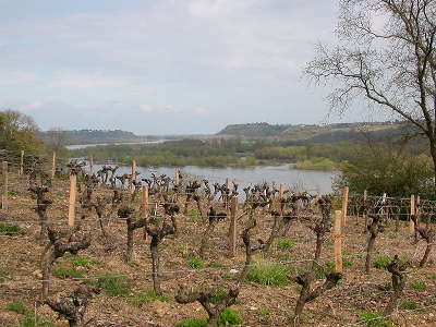 Le cellier route des vins d anjou panorama de loire guide du tourisme de maine et loire