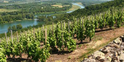 Le parc naturel regional du pilat les vigne guide touristique de rhone alpes