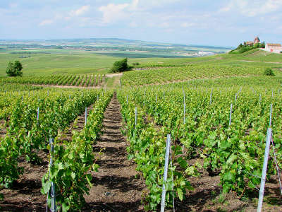 Le vignoble de champagne a verzenay parc naturel regional de la montagne de reims guide du tourisme de la marne