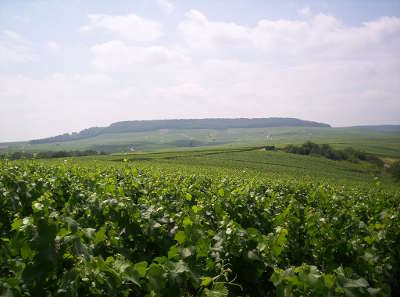 Le vignoble de la cote des blancs et la butte de saran vus depuis les hauteurs de chouilly route touristique du champagne cote des bar