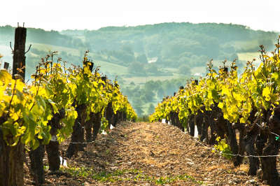 Les vignobles route des vins du val de loire la vallee du loir guide du tourisme de loir et cher