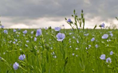 Lin en fleur les routes touristiques dans les cotes d armor guide du tourisme en bretagne