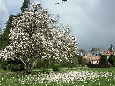 Magnolia devant le chateau du parc de balaine jardins remarquables routes touristiques de haute loire guide touristique auvergne