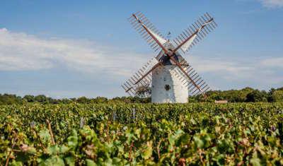 Mareuil sur lay dissais vignobles routes touristiques de vendee du tourisme du pays de la loire