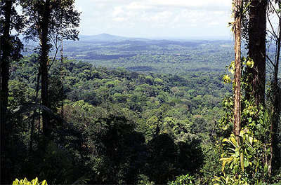 Ocean vert dans le parc naturel regional de la guyane guide du tourisme en guyane