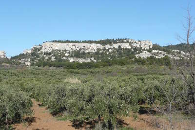 Oliveraie dans la plaine des baux les alpilles pres des baux de provence guide du tourisme des bouches du rhone paca