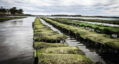 Parc a huitres la route de l huitre du morbihan les routes touristiques dans le morbihan guide du tourisme en bretagne