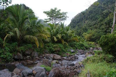 Parc national de la guadeloupe guide du tourisme de basse terre guadeloue