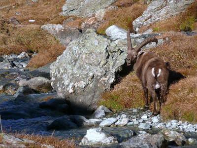 Parc national de la vanoise bouquetin pres du refuge de plaisance routes touristiques de savoie guide touristique de rhone alpes