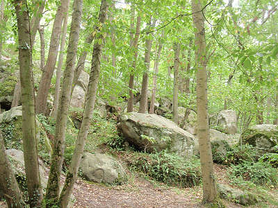 Parc naturel regional du gatinais francais fontainebleau guide du tourisme de l ile de france