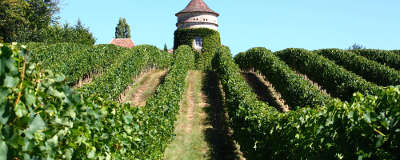 Pecharmant la route des vins de bergerac guide du tourisme de la dordogne aquitaine