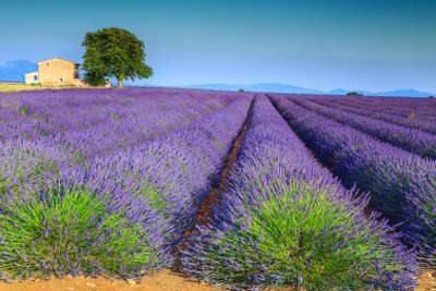 Plateau de valensole les routes touristique des alpes de haute provence guide du tourisme provence alpes cote d azur