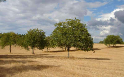 Route de la noix champs de noyer
