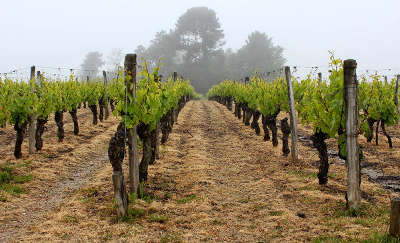 Route des vignobles de l ile d olerons