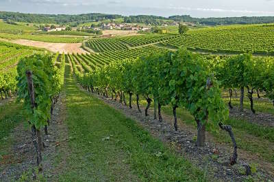 Route du vignoble de cognac