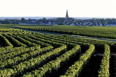 Saint nicolas de bourgeuil route des vins de tourraine rive droite entre saumur et chenonceaux