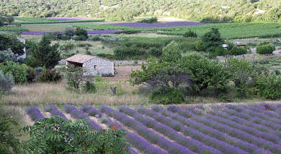 Saint remeze route du miel ardeche