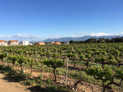 Saleilles route des vins en roussillon guide du tourisme dans les pyrenees orientales