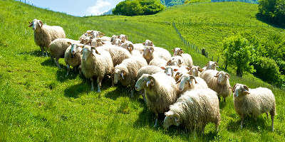 Sur la route du fromage a o p ossau iraty