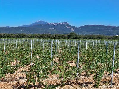 Travaillan vignoble du plan de dieu route des vins d orange a vaison la romaine