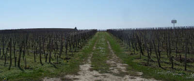 Vignes du chateau canon route du patrimoine route des vins de bordeaux guide du tourisme de la gironde aquitaine