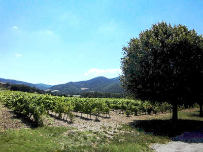 Vignes et tilleuls dans les baronnies dome et hautes alpes parc naturel regional