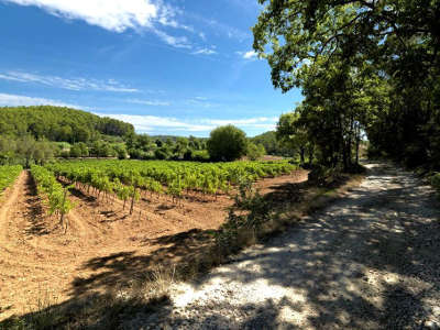 Vignes sur la route de la truffes guide du tourisme var provence alpes cote d azur