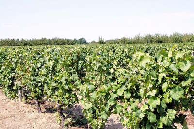 Vignoble route des vins du vignobles de l orleanais coteaux du giennois
