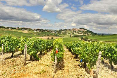 Vignobles route des vignobles de sancerre