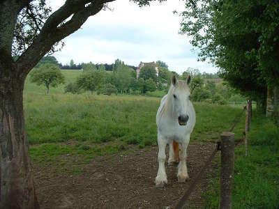 Vue du domaine de courboyer avec au premier plan un cheval percheron parc naturel regional de la perche guide touristique